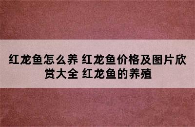 红龙鱼怎么养 红龙鱼价格及图片欣赏大全 红龙鱼的养殖